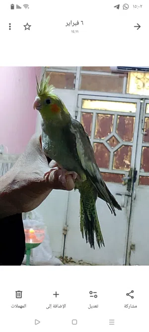 كوكتيل اليف عمر30يوم خشونة ونظافة تبزيري