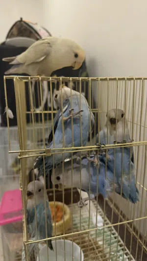 فروخ روز للبيع