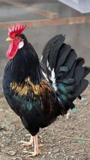 ديچ افرگ كويتي ودجاج عرب