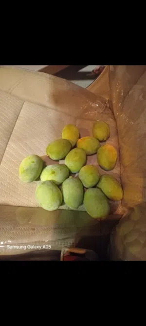 مانجو اخضر للبيع طازج يومي