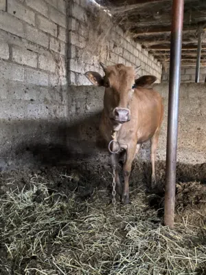 أبقار البيع نوع عجله  عماني سمين