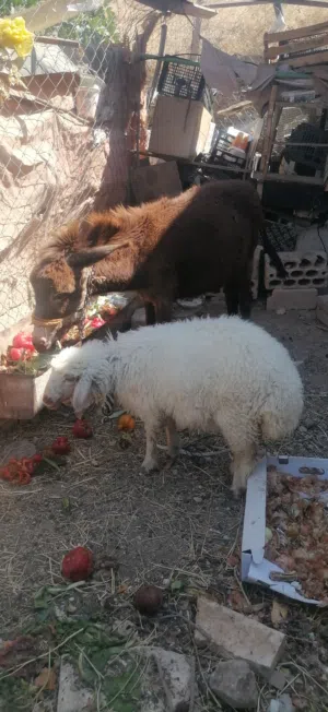 جحشه غنم شغل مقنوي العمر 11 شهر  قطعه حشمه الجحشه  و هادئه