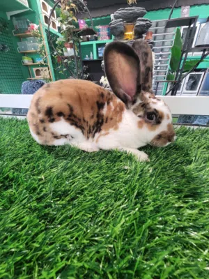 Dalmatian Rex rabbit