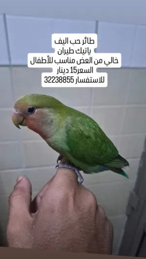 طائر حب ياتيك طيران خالي من العض مناسب للأطفال