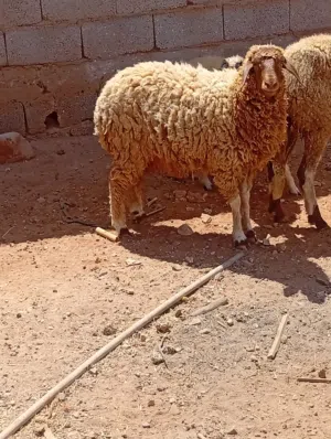 حولية للبيه العمر 7شهور ونص