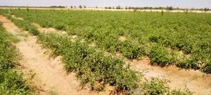 Business Consulting . Other2