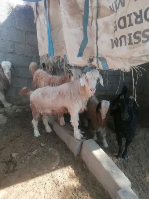 اعمارهن من ثلاث الي اربع  ما شاء الله امورهن طببه