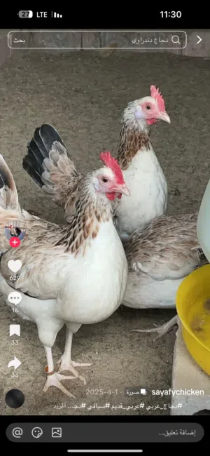 مطلوب دندراوي