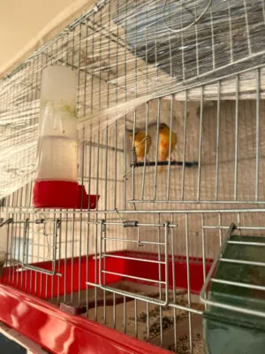 متاح 3فراخ عمر شهرين محجلات باسمي فكااااك دم