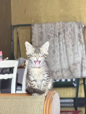 Cute Male Kitten available for adoption