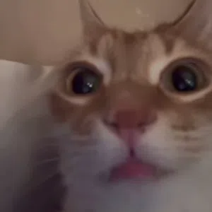 ليث مغامس 