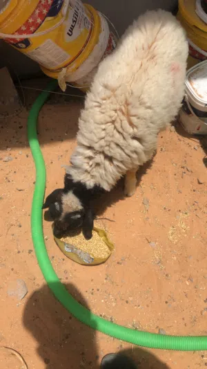 السلام عليكم خروف بيع ربي يبارك