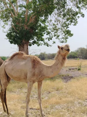 ناقة حايل ابوها مصيحان الشيخ زايد بن سلطان وامها بنت سراب الناقة خاليه من جميع العذاريب شكل وبدن