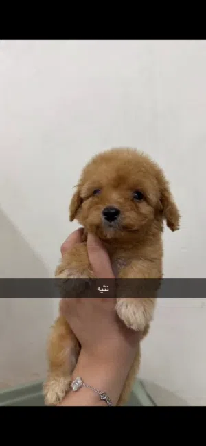 للبيع توي بودل
