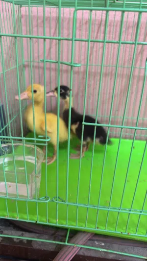 بطتين للبيع صفره و الثانيه صفره على سوده