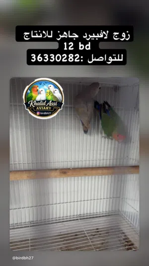 زوج لافبيرد جاهز للانتاج