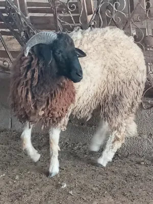خروف وطني رعواني