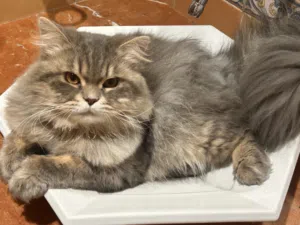 Persian pure breed with vaccination, passport and micro chip for free