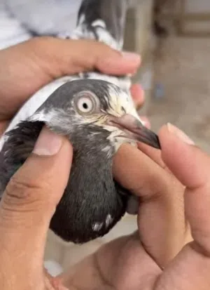 حمام باكستاني بيور ما شاء الله