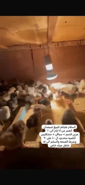 للبيع صيصان