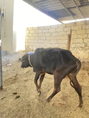 ثور عماني (عجل عماني سمنه وسط )