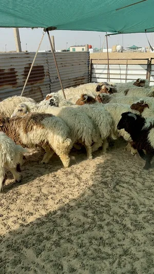‏غنم‏0