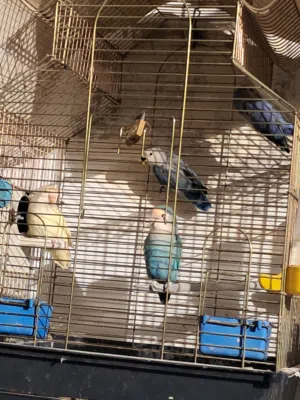 كوبي روز للبيع