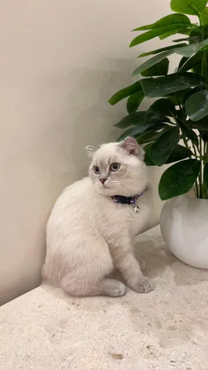 Scotch female