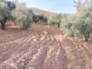 مزرعه زيتون للبيع قرب شارع الستين كفر هودا
