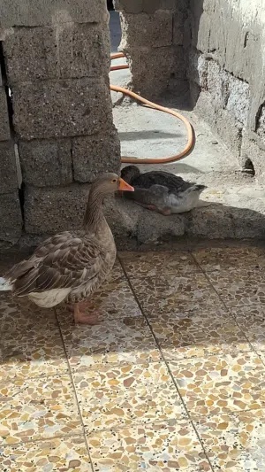 بط اثنين..