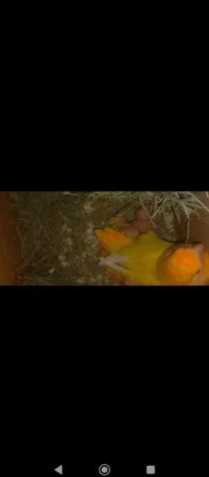 لعشاق الزق اليدوي روزاورنج اوبلاين