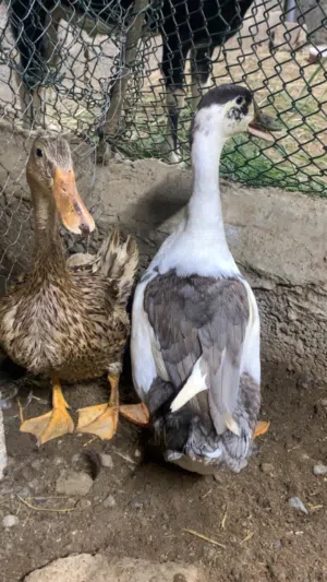 بط محلي الموقع شناص زوج منتج