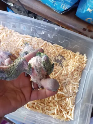 Parrots3