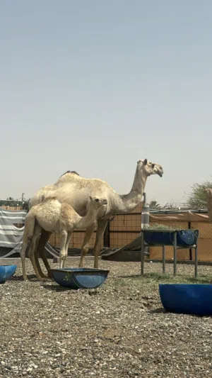 ناقه عزوف تحتها بكره سودانيات للبيع