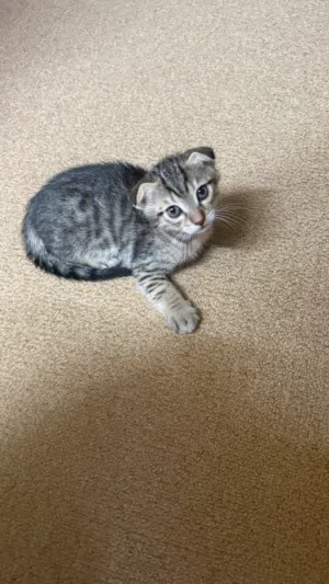 Mix Scottish fold british shorthair kittens