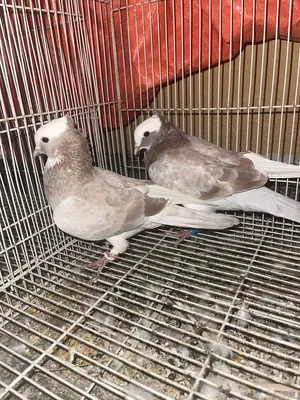 Pigeons1