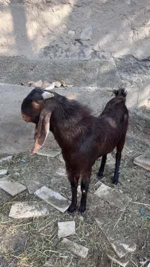 تيسس للبيع راهي