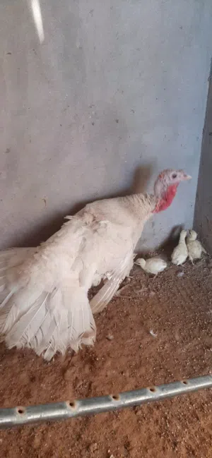 بيع ديك رومي