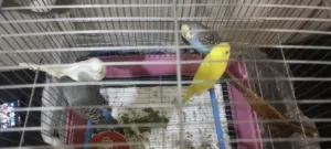 طيور حب 4 حبات مخاليف اليفات ترباية بيت للبيع