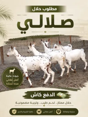 مطلوب حلال صلالي