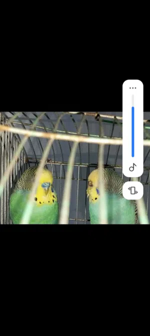 السلام عليكم جوز حب شغالات صحه بسعر حرق  يشهد علي الله شغال