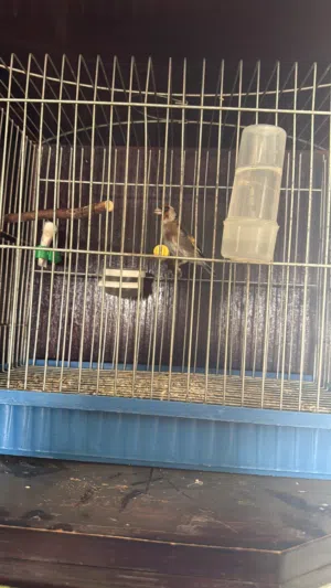 جورديل. سوري للبيع.