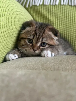 برتش انغورا انتاج حصري