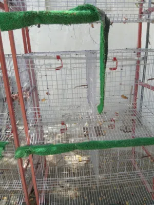 اقفاصهللطيور  ودجاج