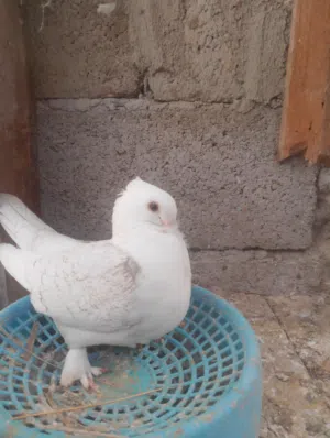 متاح زويجين فراشه مستوا عالي للبيع  زوج  او مراوس برواعب