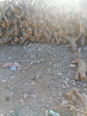 للبيع حطب سمر اصلي