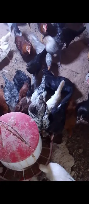 Chickens4