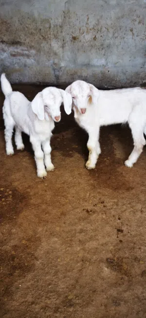 تيوس من حلال الجامودي