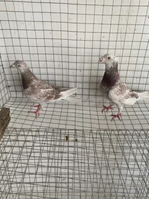 حمام زاجل لون احمر بصحه ممتازه زوج