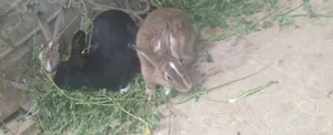 Rabbits2